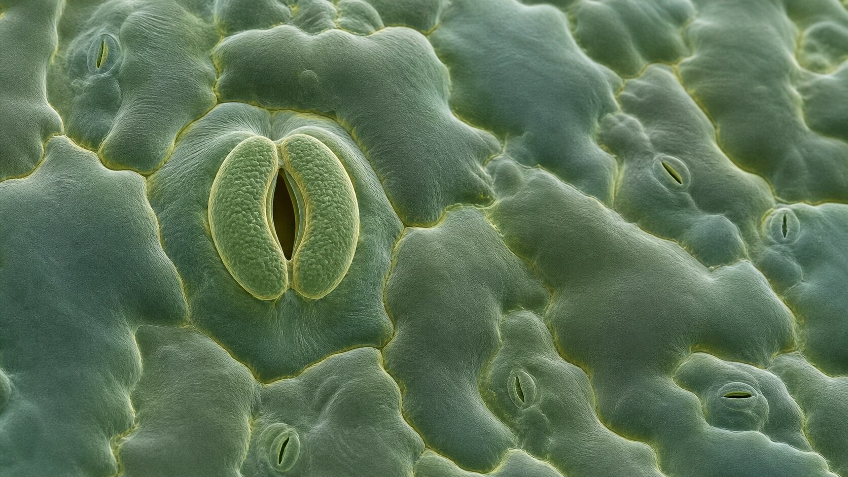 Microscope image of a leaf surface with a large central stoma and smaller stomata among irregular green epidermal cells.
